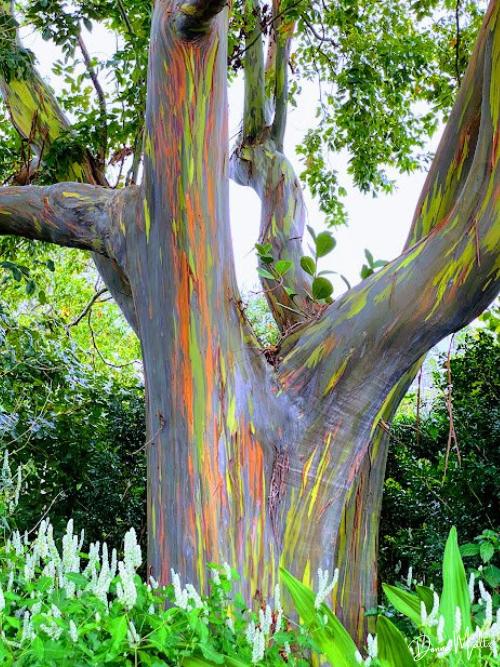 Characteristics of Rainbow Eucalyptus Wood