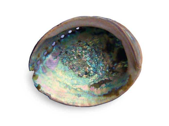 Mother of Pearl and Abalone