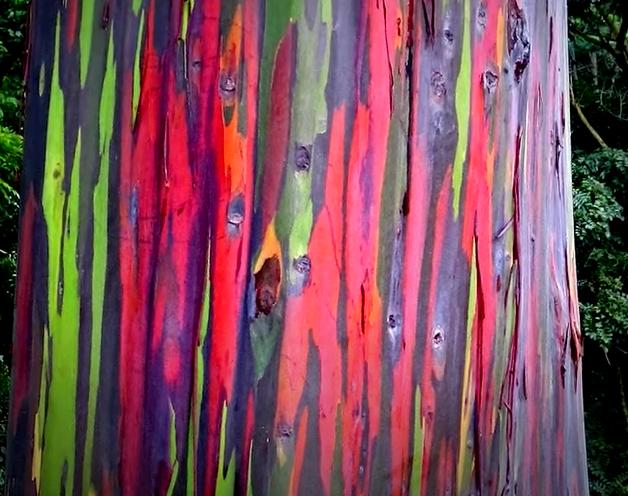 Rainbow Eucalyptus as a Tonewood