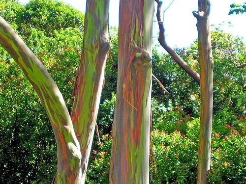 Sourcing Rainbow Eucalyptus for Guitar Making