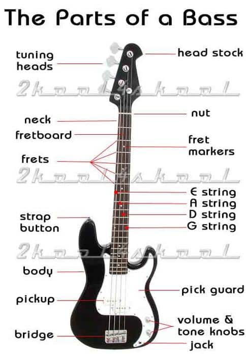 Analyzing the Bass Guitar's Shape