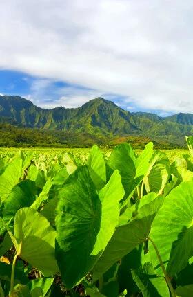 Taro Patch Tuning